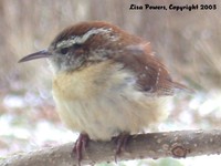 : Thryothorus ludovicianus; Carolina Wren