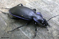 : Calosoma externum; Narrow Searcher