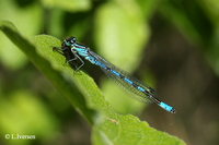 : Coenagrion hastulatum; Northern Damselfly