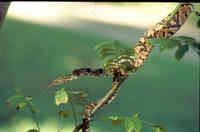 : Trimorphodon biscutatus