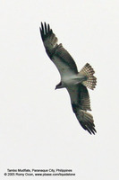 Osprey Scientific name - Pandion haliaetus