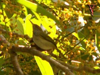 Dark-necked Tailorbird(Orthotomus atrogularis)