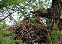 Booted Eagles at nest, Khangai Mountains, Mongolia, 2006.