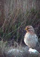 Stone curlew - Burhinus oedicnemus - Alcaravan - Torlit - Triel