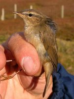 Dusky Warbler on Foula - Tony Mainwood