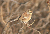 Siberian Accentor » Prunella montanella