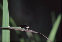 Japanese firefly