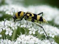 Chlorophorus varius varius