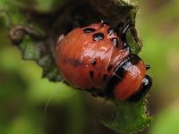 Leptinotarsa decemlineata - Colorado Potato Beetle