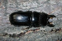 Ceruchus chrysomelinus