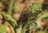 Musca domestica - house fly