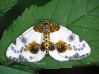 Calospilos sylvata - Clouded Magpie
