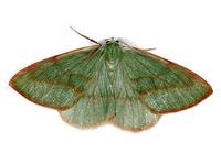 Hylaea fasciaria - Barred Red