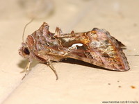 Autographa pulchrina - Beautiful Golden Y