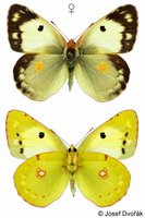 Colias croceus var. helice