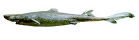 Etmopterus virens, Green lanternshark: