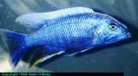 Sciaenochromis ahli, Electric blue hap: fisheries, aquarium