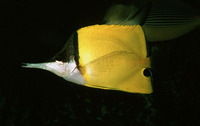 Forcipiger longirostris, Longnose butterflyfish: fisheries, aquarium