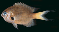 Chromis agilis, Agile chromis: aquarium