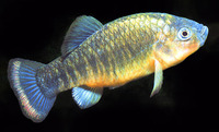 Cyprinodon fontinalis, Carbonera pupfish: aquarium