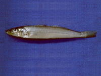 Sillago parvisquamis, Small-scale sillago: fisheries, aquaculture