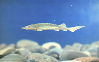 Acipenser dabryanus, Yangtze sturgeon: fisheries