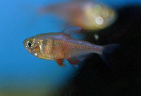 Hyphessobrycon flammeus, Flame tetra: aquarium