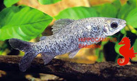 Distichodus maculatus, Spotted citharinid:
