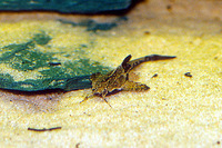 Bunocephalus coracoideus, Guitarrita: aquarium