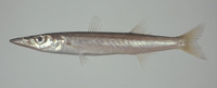 Sphyraena pinguis, Red barracuda: fisheries