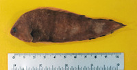 Symphurus atramentatus, Inkspot tonguefish: fisheries