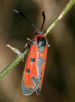 Zygaena laeta - Bloodword Burnet