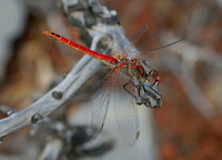 Sympetrum fonscolombii - Red-veined Darter