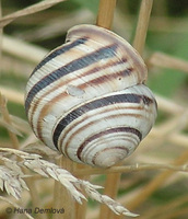 Cepaea vindobonensis
