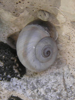 Vidovicia coerulans