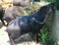 Image of: Pecari tajacu (collared peccary)