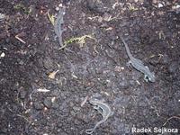 Ommatotriton vittatus vittatus