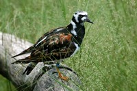 Arenaria interpres - Ruddy Turnstone