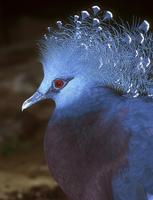 Goura victoria - Victoria Crowned-Pigeon