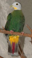Ptilinopus melanospilus - Black-naped Fruit-Dove