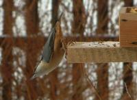 Sitta europaea - Wood Nuthatch