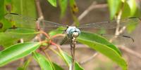 Image of: Libellula vibrans