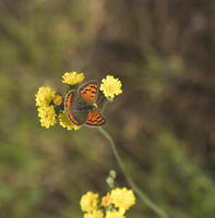 Image of: Lycaena phlaeas