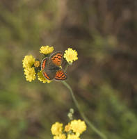 Image of: Lycaena phlaeas