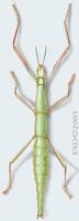Image of: Macynia labiata