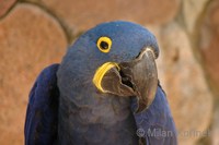 Anodorhynchus hyacinthinus - Hyacinth Macaw