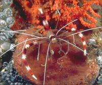 Image of: Stenopus hispidus (banded coral shrimp)