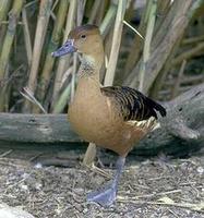Image of: Dendrocygna bicolor (fulvous whistling-duck)