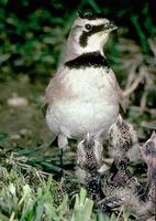 Image of: Eremophila alpestris (horned lark)