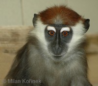 Cercocebus torquatus torquatus - Cherry-crowned Mangabey